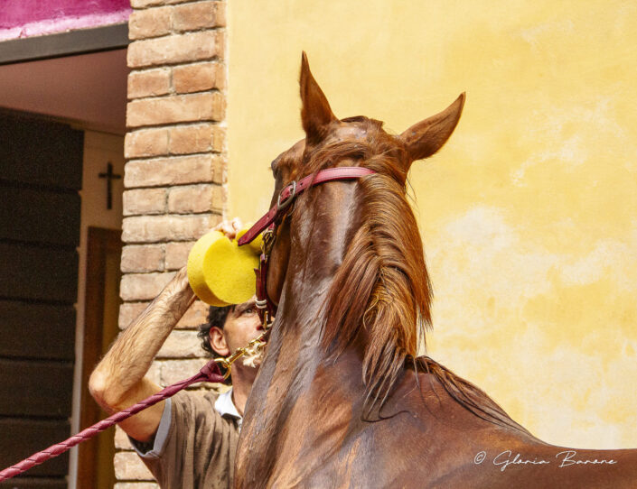 _MG_1616-31