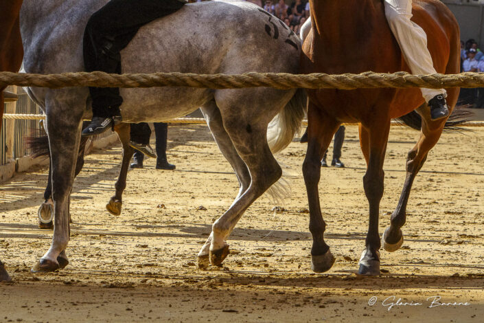 _MG_4803-12